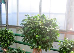 Виставковий центр продажу декоративного садивного матеріалу ,,ВАШ САД,, на Французькому бульварі (м. Одеса)